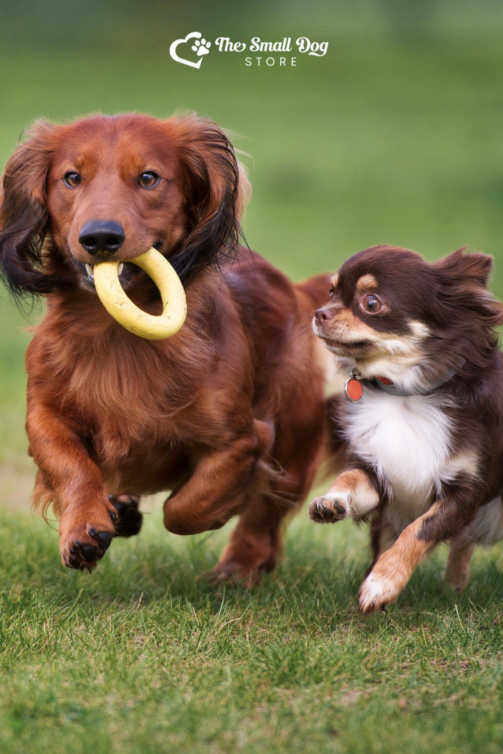 Are Dachshunds Good with Other Dogs? Here's What You Need to Know