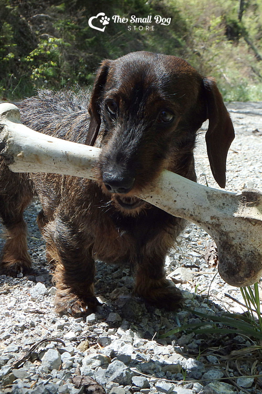 Are Dachshunds Hunting Dogs? The Surprising History of These Fearless Hunters