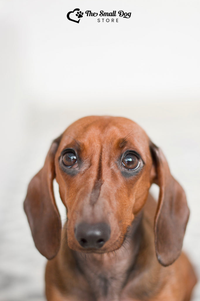 Why Are Dachshunds So Stubborn? Unraveling the Mystery of the Tenacious Wiener Dog