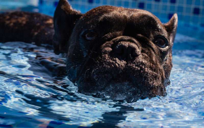 Can French Bulldogs Swim? Exploring Their Water Abilities and Safety Precautions