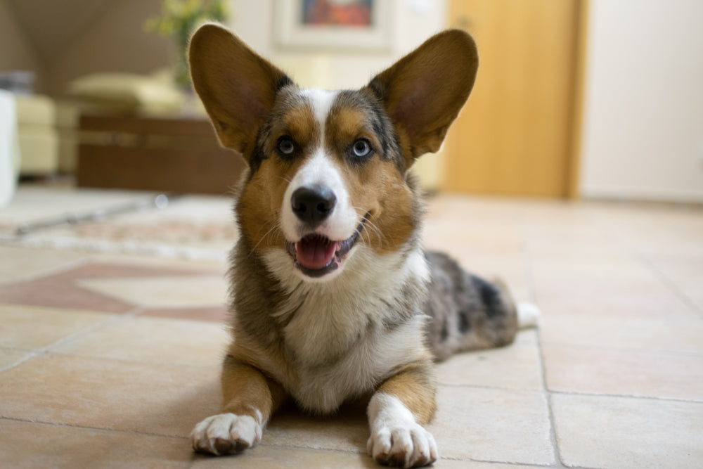 Cardigan Welsh Corgis: Charming Companions for Your Home