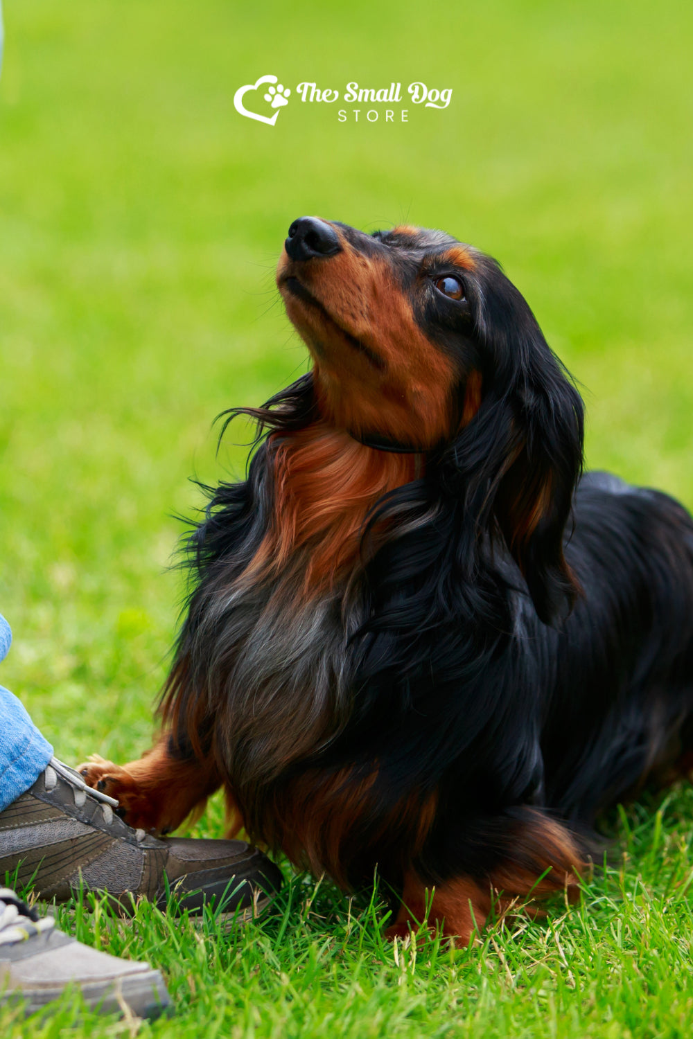 Can Dachshunds Hike? A Surprising Adventure with Your Wiener Dog