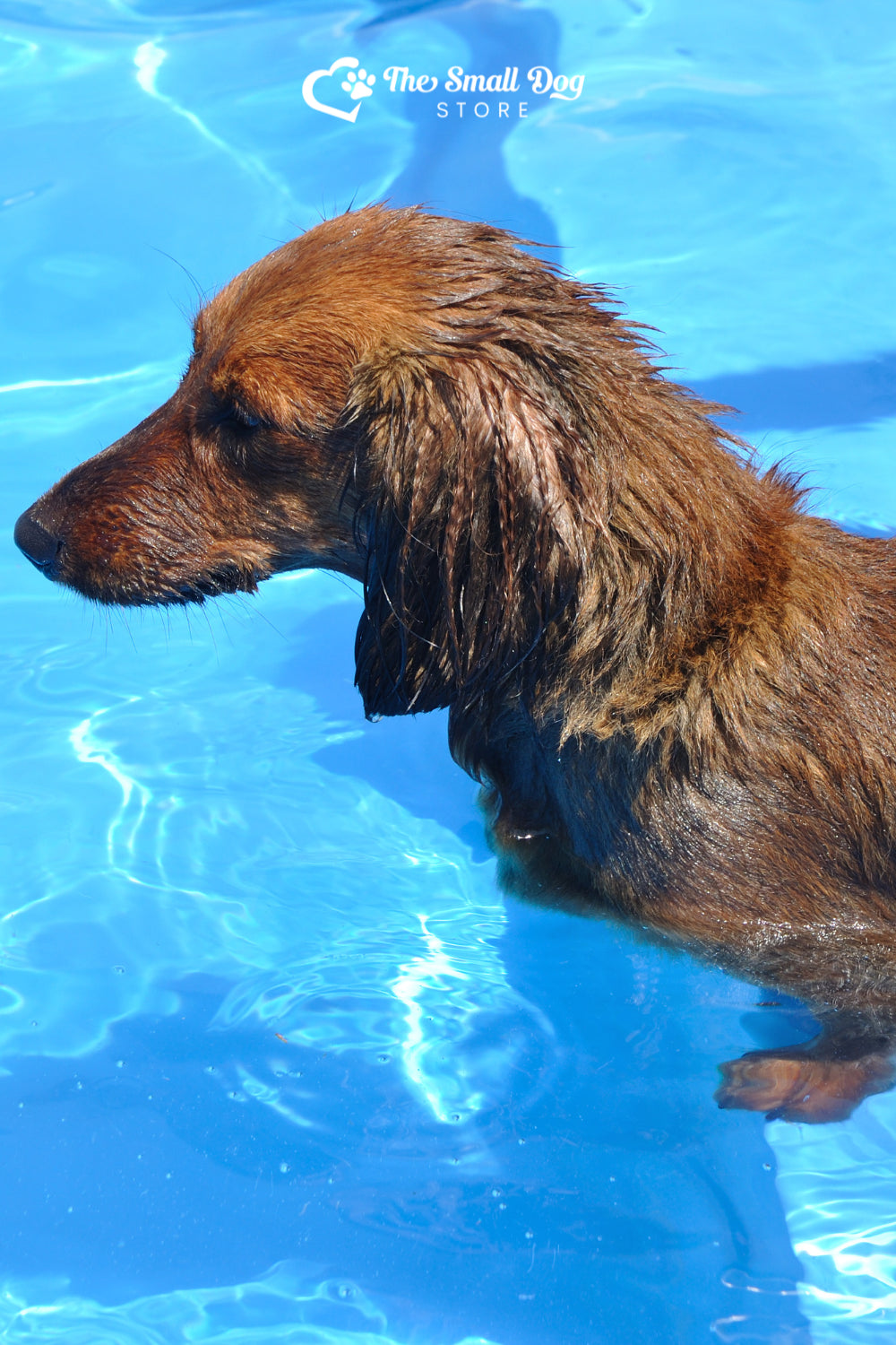 Can Dachshunds Swim? A Guide to Aquatic Adventures
