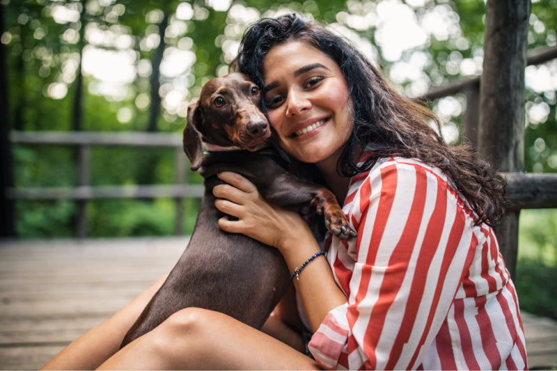 Are Dachshunds Good Lap Dogs? A Wiener Dog Owner Tells All