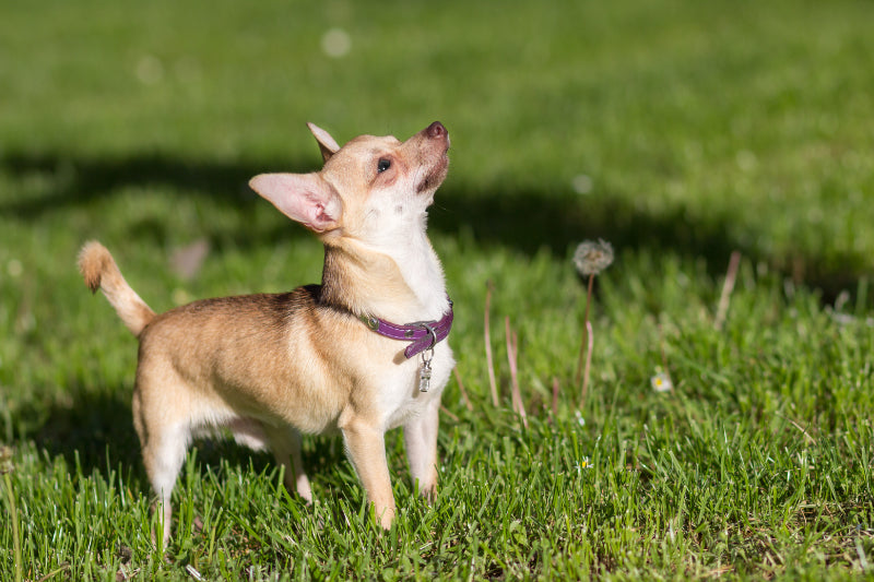Understanding Chihuahua Temperament and Personality: A Guide for Prospective Owners
