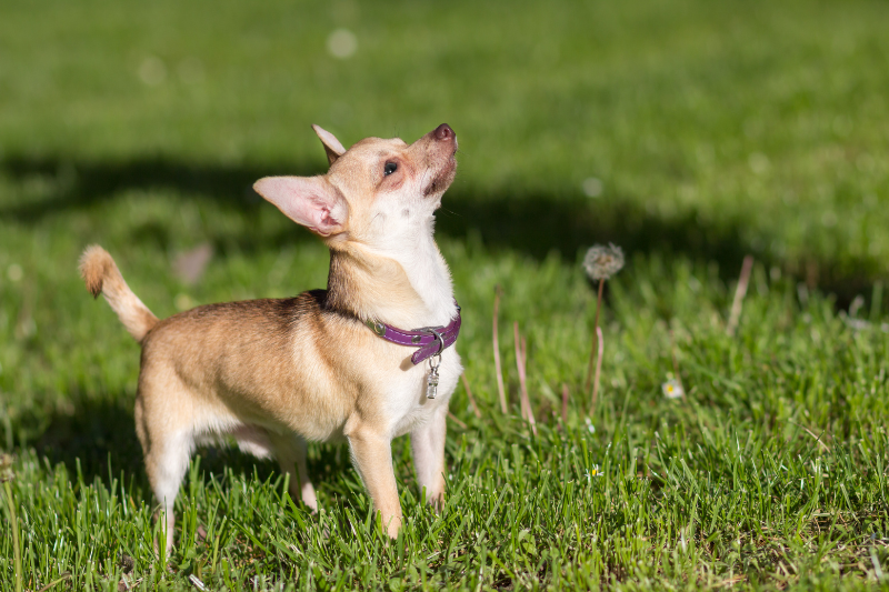 Understanding Chihuahua Temperament And Personality – Small Dog Store