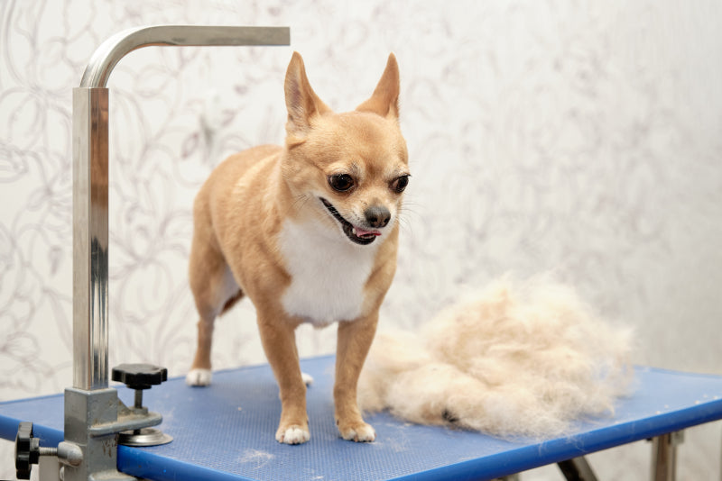 Grooming 101: Keeping Your Chihuahua Looking Fabulous