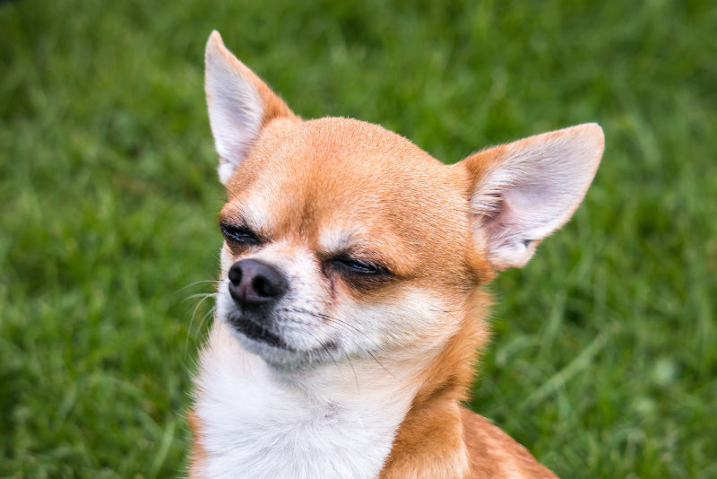 Why Is My Chihuahua Shaking? A Guide for Dog Owners