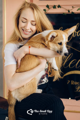 Welcome to Our Adorable Corgi Merchandise Collection! 👑🐾