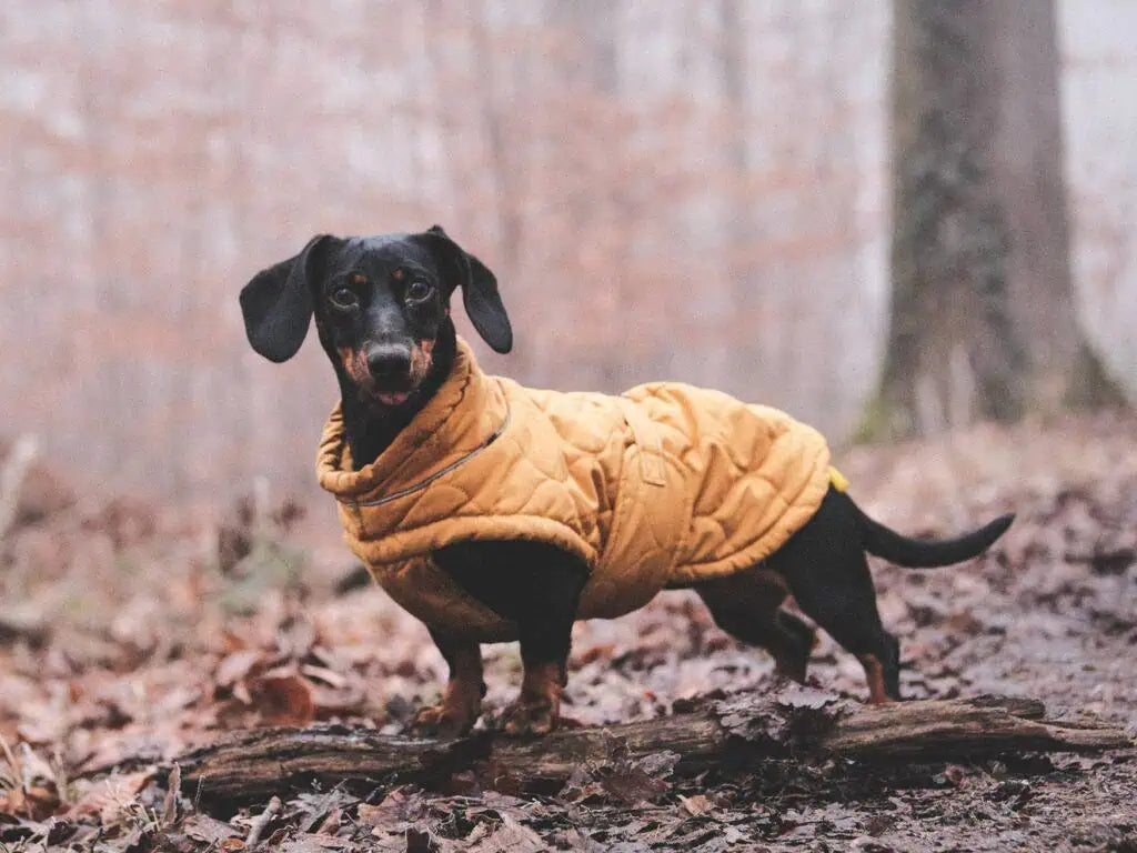 Dachshund clothes that actually fit!