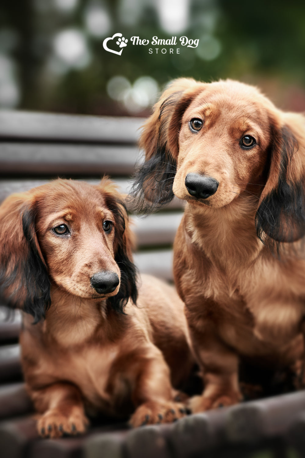 A Complete Guide to Dachshund Coat Types and Colors: Everything You Need to Know