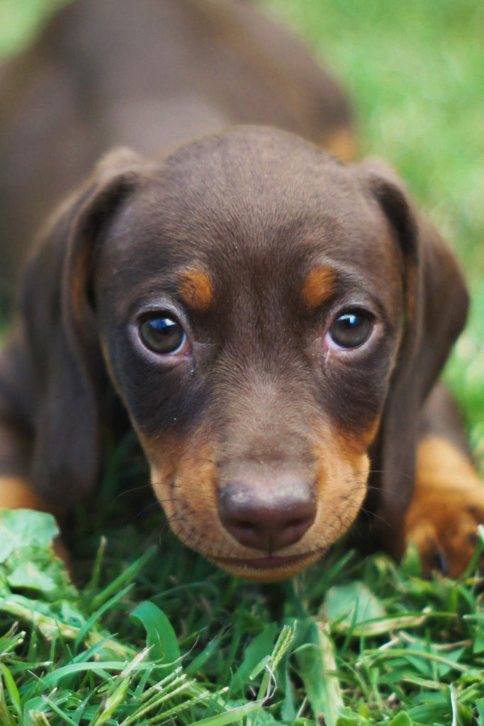 The Ultimate Guide to Feeding Your Dachshund Puppy