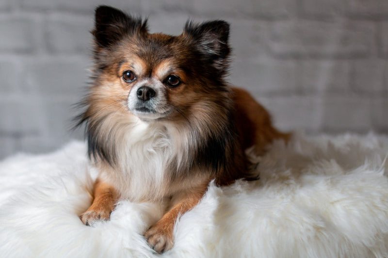 Understanding and Managing Chihuahua Shedding