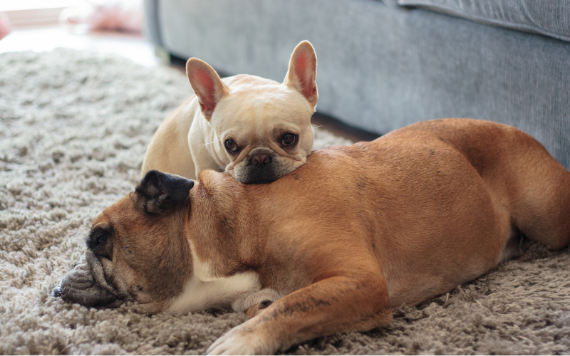 English vs French Bulldogs which is better for your family