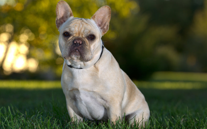 Fat French Bulldogs: Why Are Frenchies Prone to Obesity?
