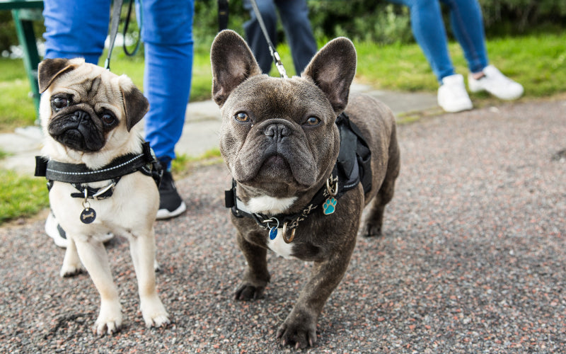 Pug vs French Bulldog: Which Is Better For You?
