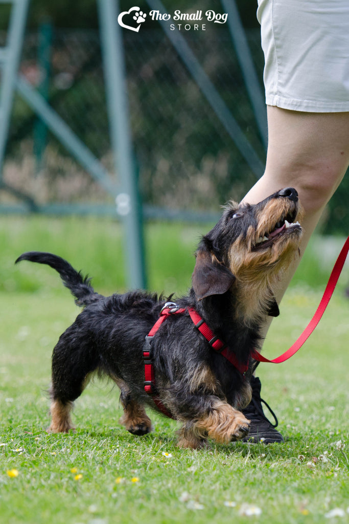 How Far Can a Dachshund Walk? A Comprehensive Guide