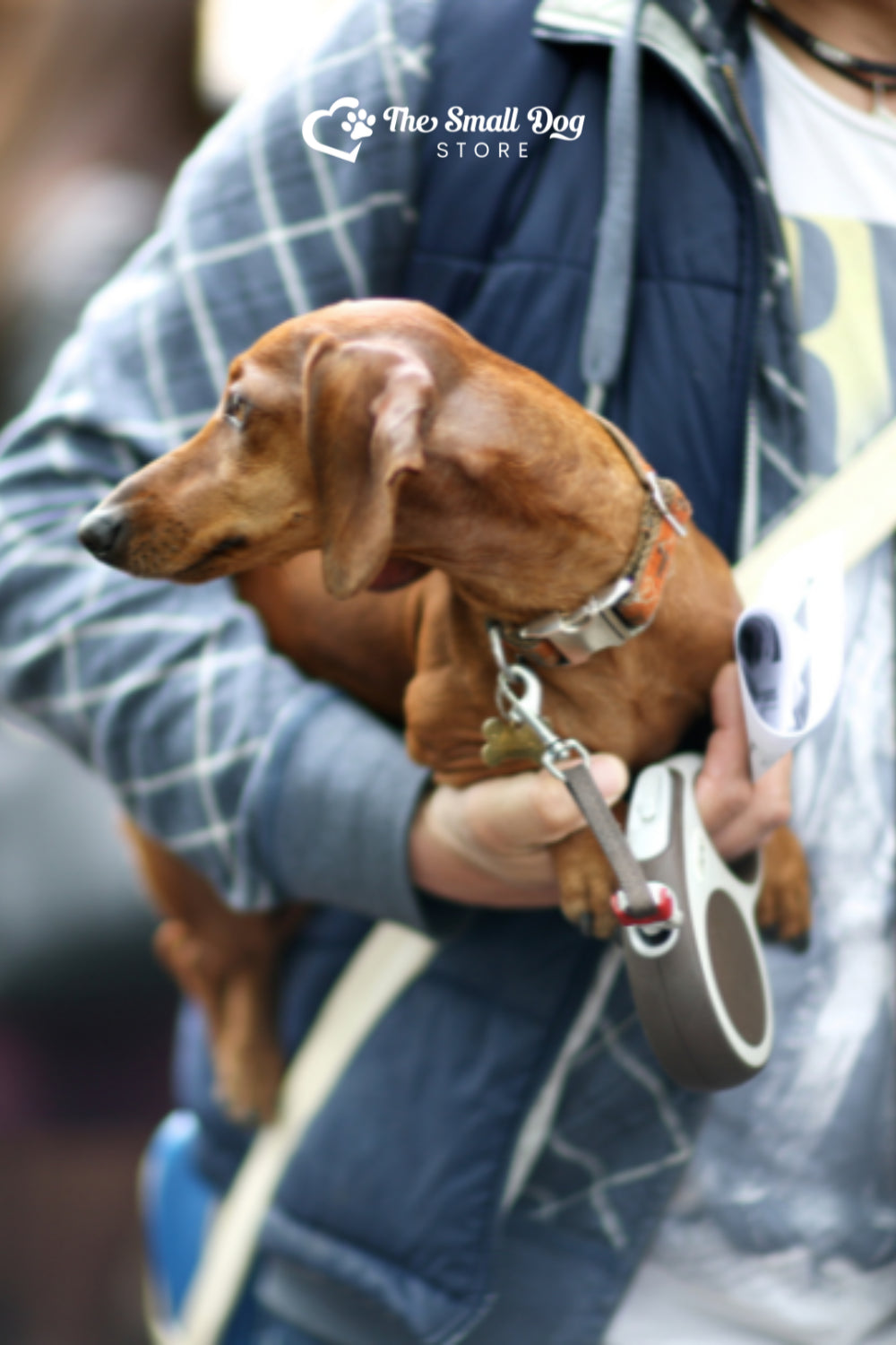 How to Pick Up a Dachshund: The Ultimate Guide to Safe Handling