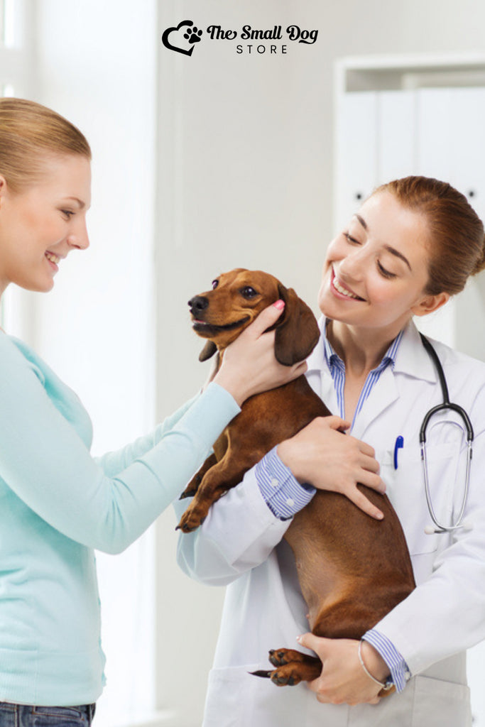 How to Prevent IVDD in Dachshunds: A Comprehensive Guide