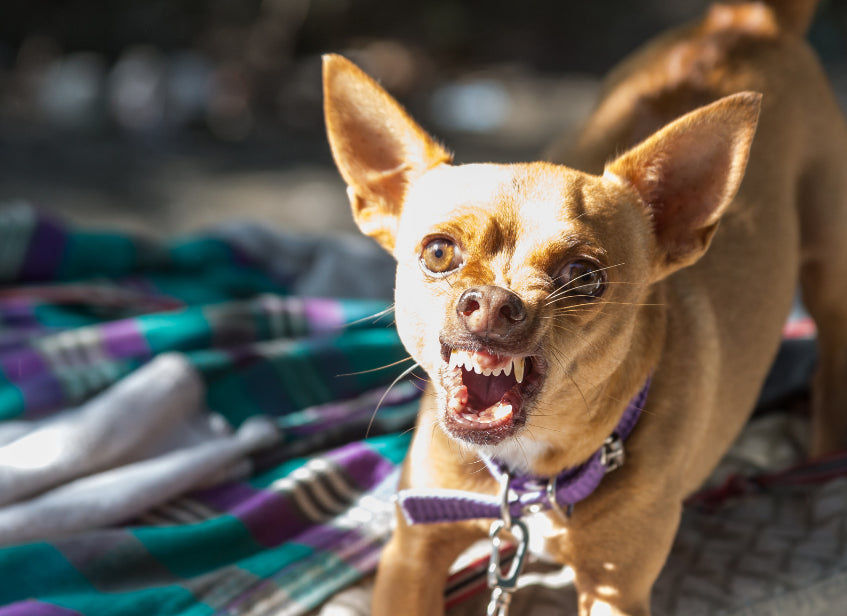 Bark Control: Strategies for a Quieter Chihuahua