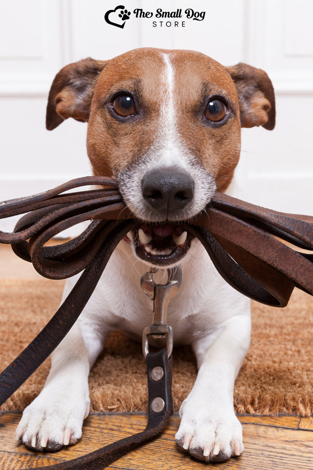 Tail-Wagging Indoor Fun: 12 Exciting Indoor Activities for Small Dogs