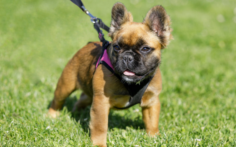 Unveiling the Rare and Irresistible Long-Haired French Bulldog
