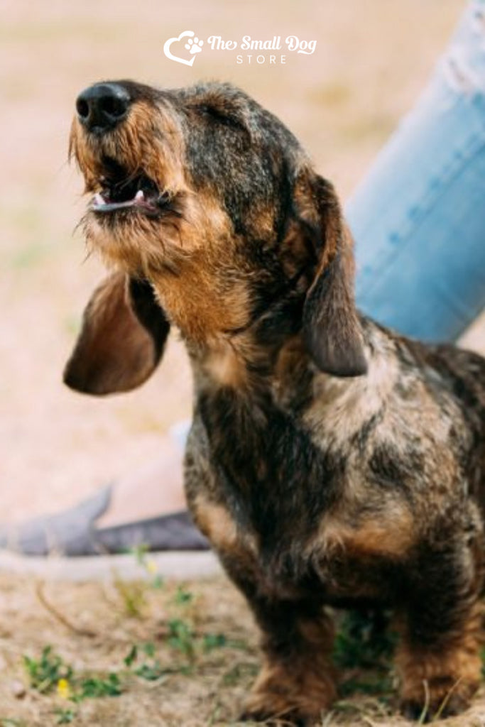 Possession Aggression in Dogs: Complete Guide (2025)