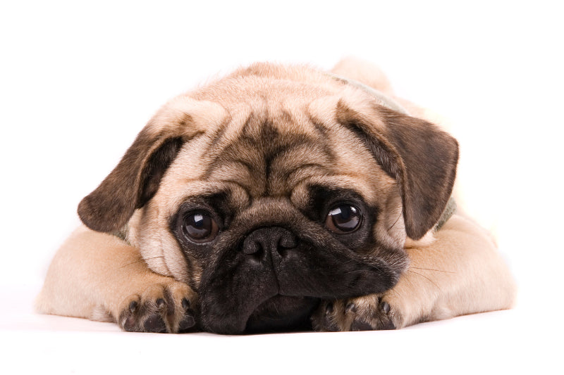 Are Pugs Hypoallergenic? The Truth About Pugs and Allergies
