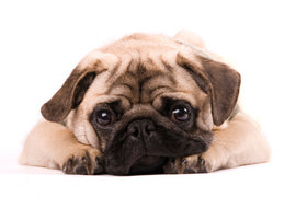 Are Pugs Hypoallergenic? The Truth About Pugs and Allergies