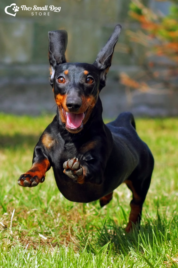 The Tiny Dynamo: Unveiling the Rabbit Dachshund