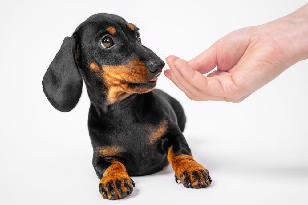 Dachshund Care Guide: Keeping Your Wiener Dog Happy and Healthy
