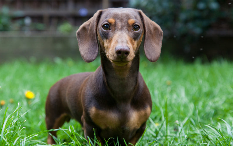 Small but Mighty: The Top 10 Small Guard Dog Breeds for Home Security