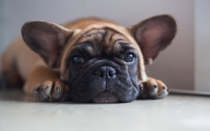 Teacup French Bulldogs: Debunking The Myth Of The Mini Frenchie