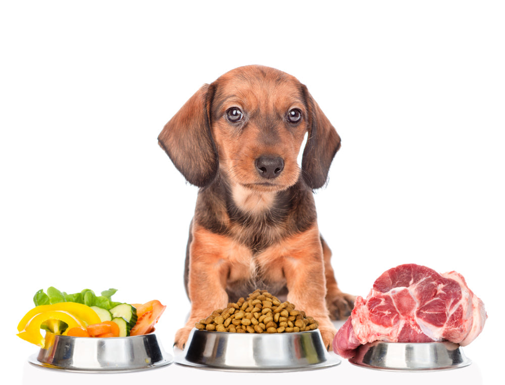 The Ultimate Guide to Human Foods for Dachshunds: What's Safe and What's Not