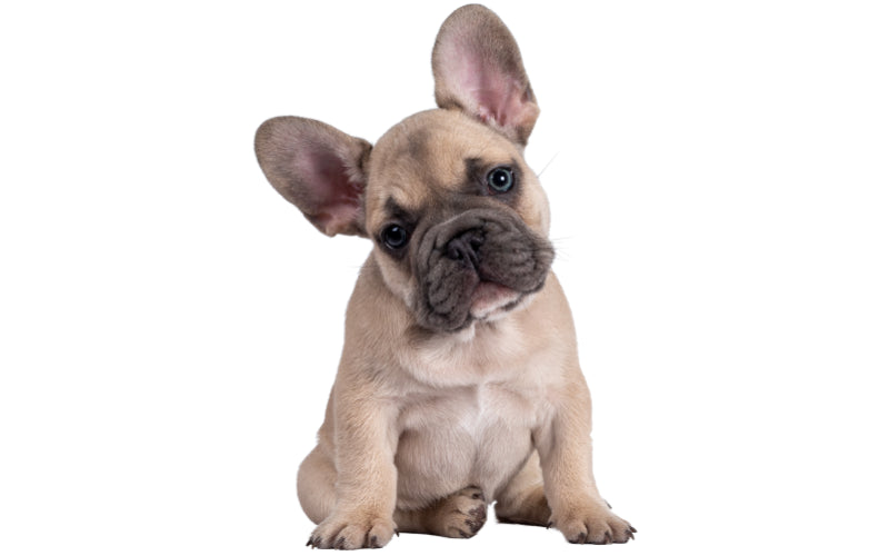 Why Are French Bulldogs So Expensive?