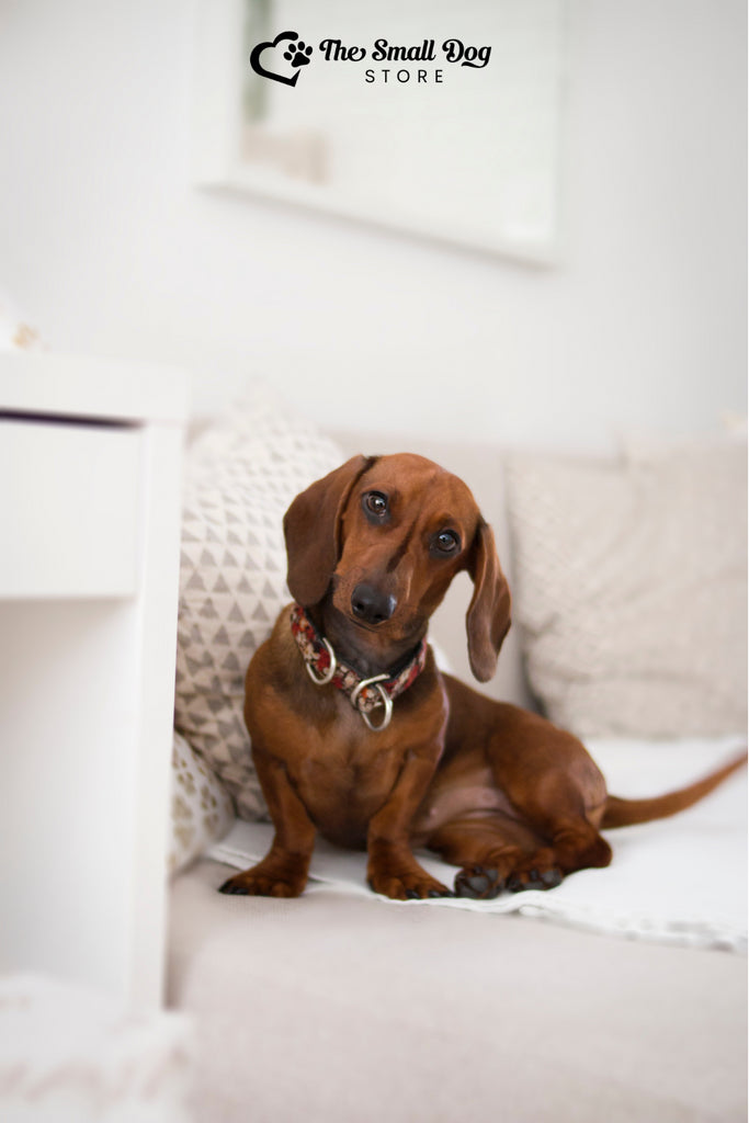 Why Dachshunds Are the Worst Breed: The Truth About Wiener Dogs
