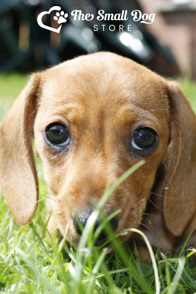 Why Do Dogs Eat Grass? Here's What You Need to Know