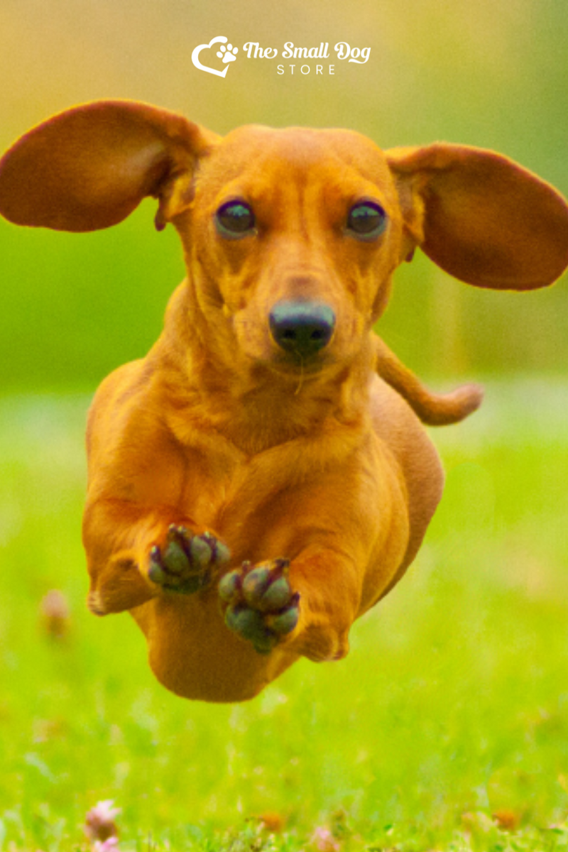 Is Running Bad for Dachshunds? The Surprising Truth Revealed Small