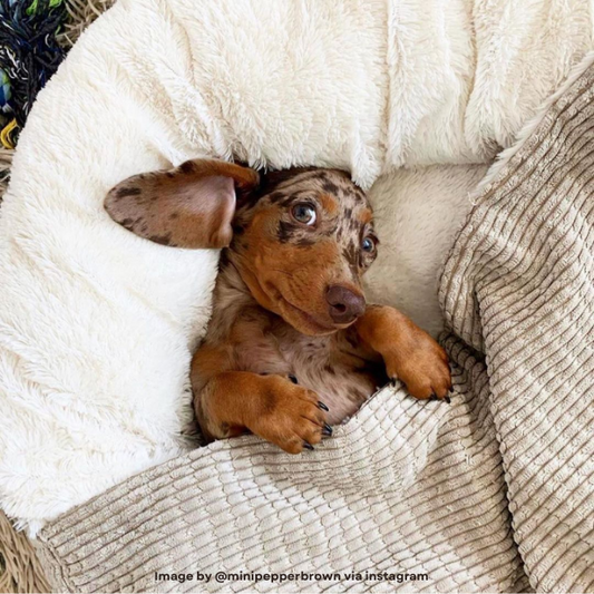 Best Friends by Sheri Cozy Cuddler Mason Microfiber Hooded Blanket Dog Bed