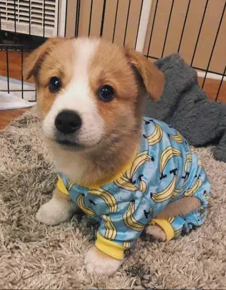 CuteBone Dog Pajamas