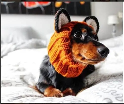 Zoo Snoods Fox Costume for Dogs