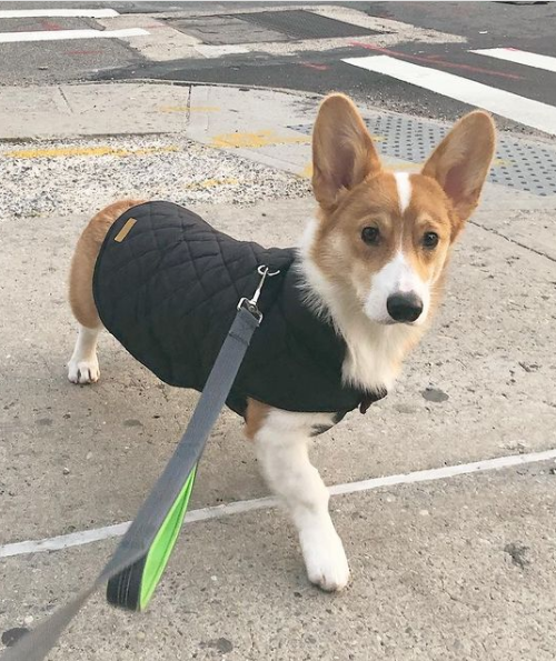 Kuoser Warm Reversible Dog Jacket